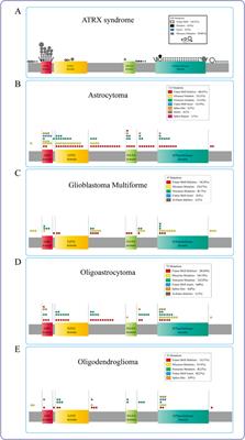 Mutant ATRX: pathogenesis of ATRX syndrome and cancer